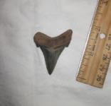 1 13/16" Angustidens Shark Tooth